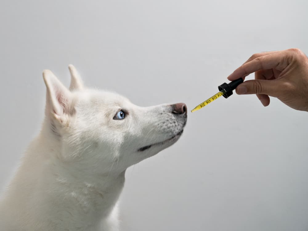 are CBD oil for dogs safe 
