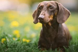pros and cons of cbd oil for dogs