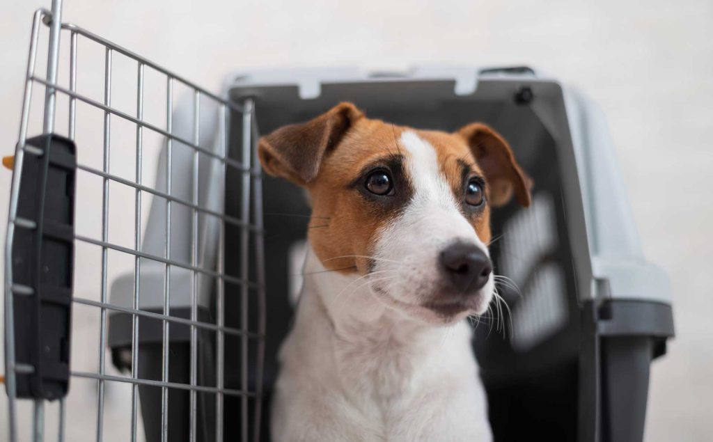 pet transportation services vancouver